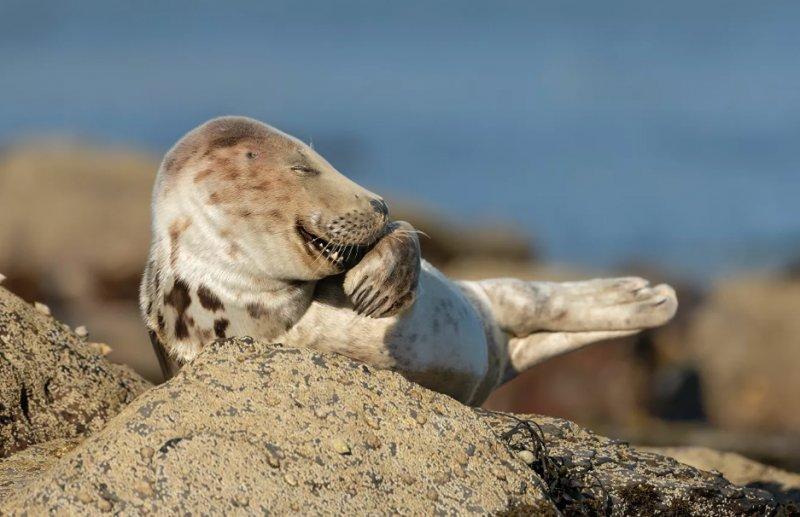 2021'in ödüllü komik vahşi yaşam kareleri