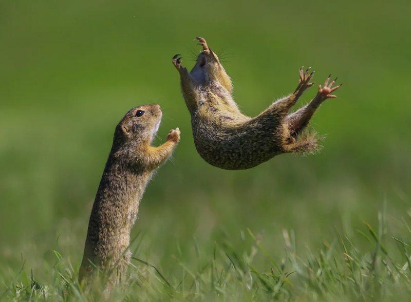 2021'in ödüllü komik vahşi yaşam kareleri