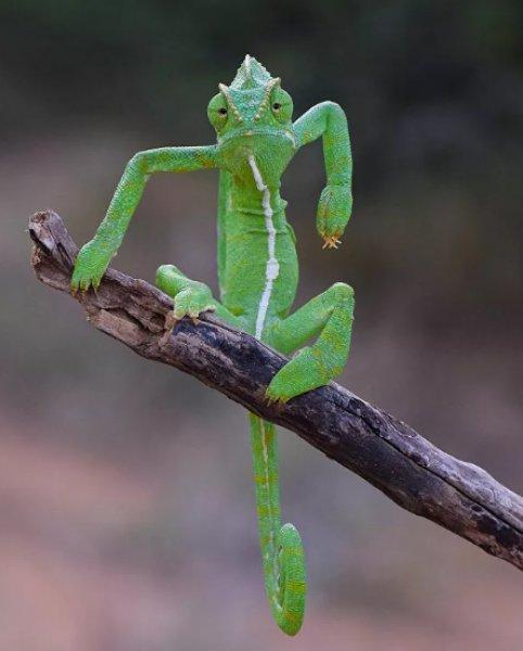 2021'in ödüllü komik vahşi yaşam kareleri