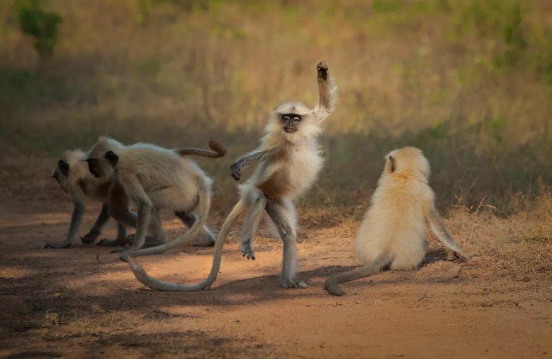 2021'in ödüllü komik vahşi yaşam kareleri
