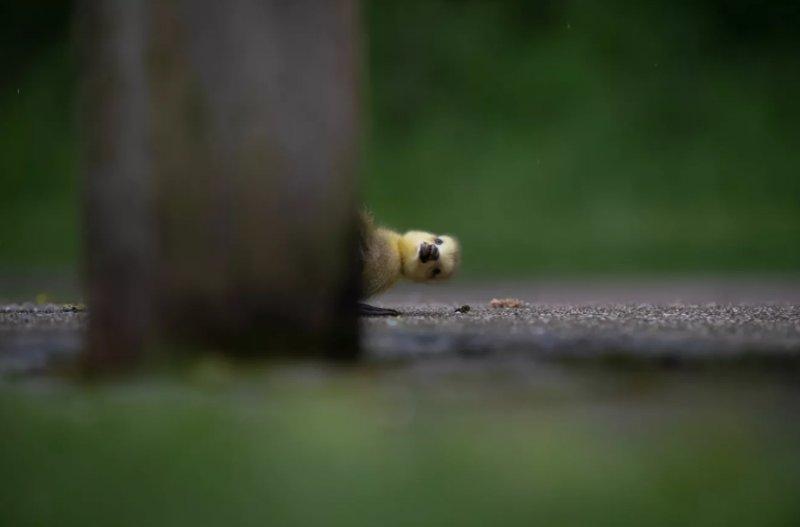 2021'in ödüllü komik vahşi yaşam kareleri