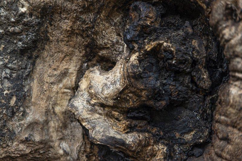 İtalya'da 3 bin yıllık kestane ağacı