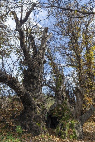 İtalya'da 3 bin yıllık kestane ağacı