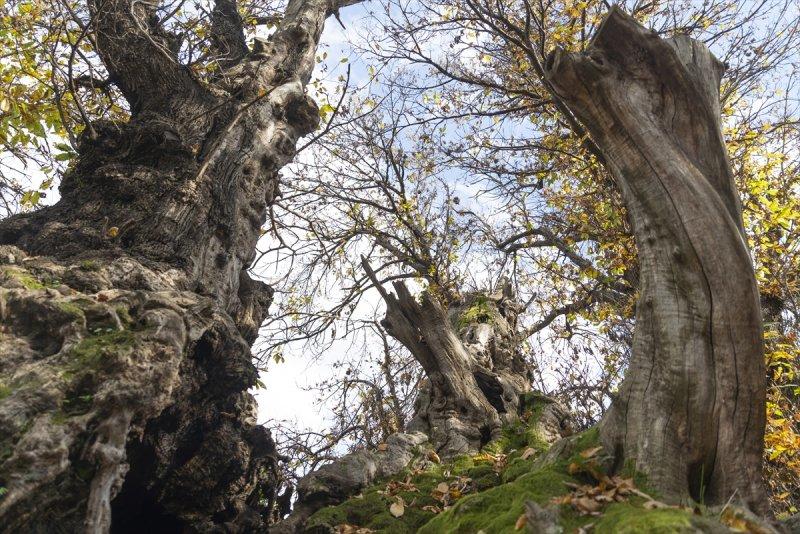 İtalya'da 3 bin yıllık kestane ağacı