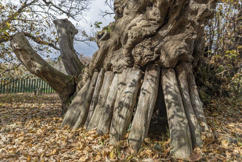 İtalya'da 3 bin yıllık kestane ağacı