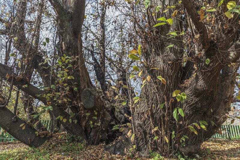 İtalya'da 3 bin yıllık kestane ağacı