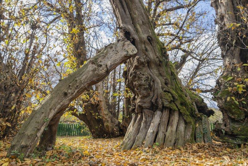 İtalya'da 3 bin yıllık kestane ağacı