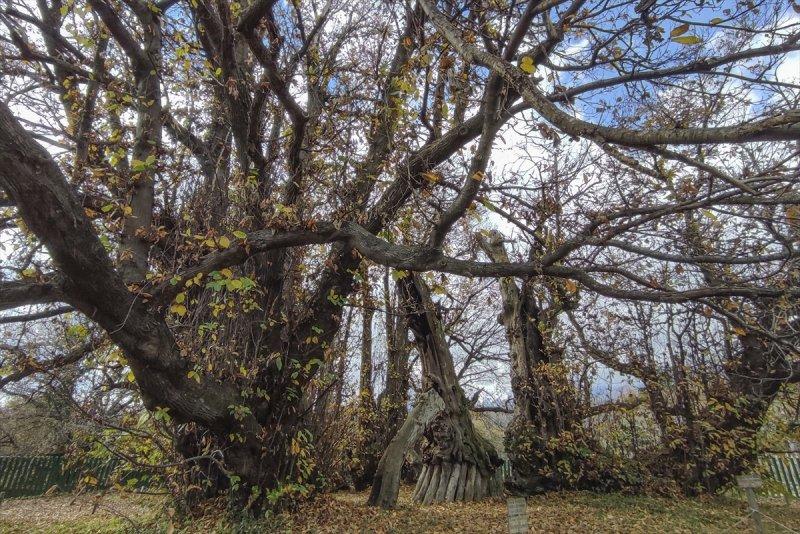 İtalya'da 3 bin yıllık kestane ağacı