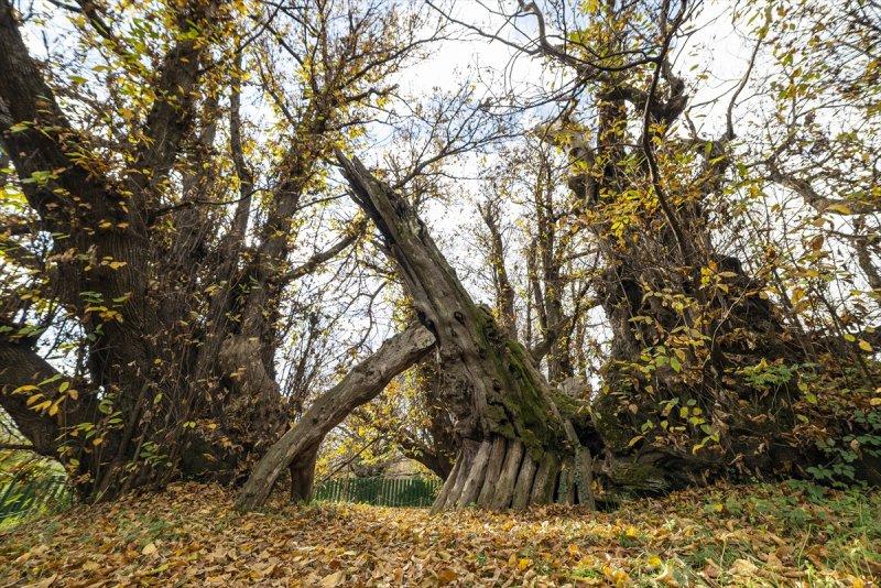 İtalya'da 3 bin yıllık kestane ağacı