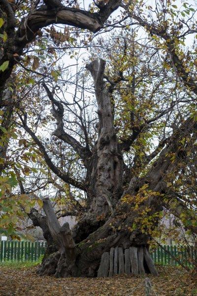 İtalya'da 3 bin yıllık kestane ağacı