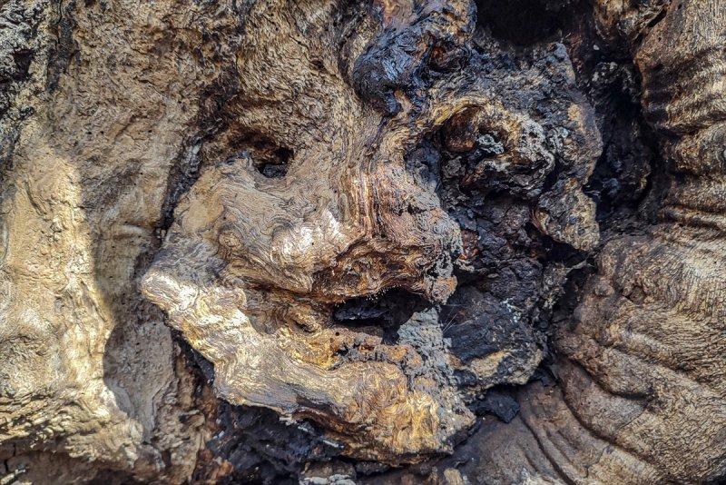 İtalya'da 3 bin yıllık kestane ağacı