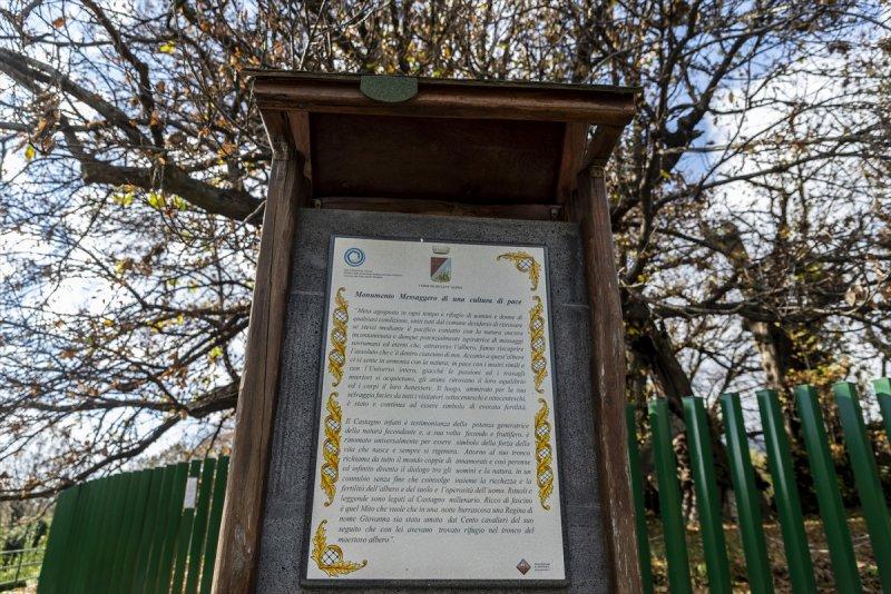 İtalya'da 3 bin yıllık kestane ağacı