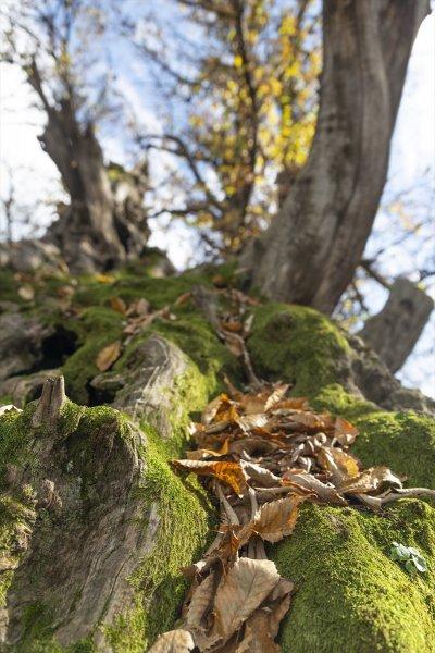 İtalya'da 3 bin yıllık kestane ağacı