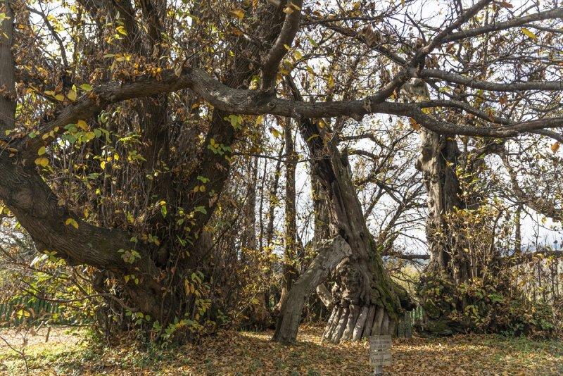 İtalya'da 3 bin yıllık kestane ağacı