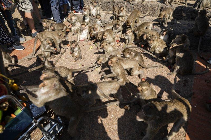 Tayland'da maymunların açık büfesi 