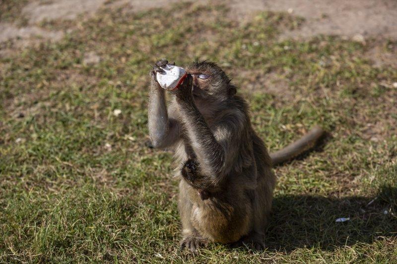 Tayland'da maymunların açık büfesi 