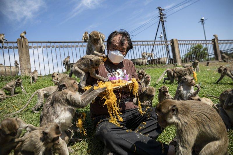 Tayland'da maymunların açık büfesi 
