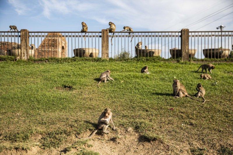 Tayland'da maymunların açık büfesi 