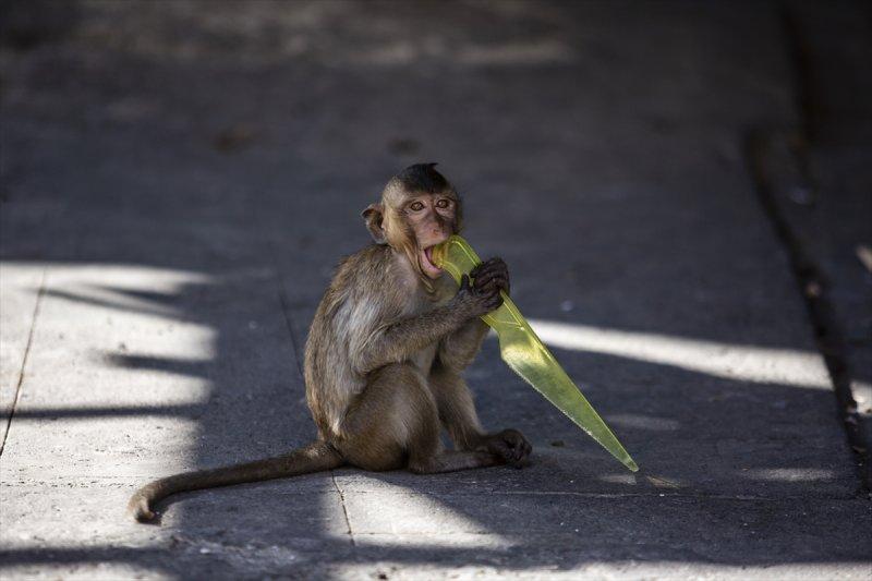 Tayland'da maymunların açık büfesi 