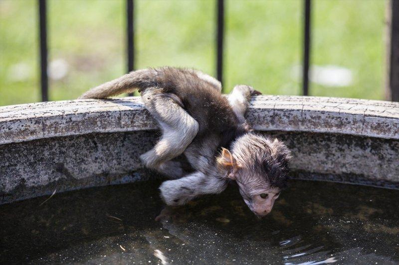 Tayland'da maymunların açık büfesi 