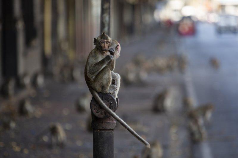 Tayland'da maymunların açık büfesi 
