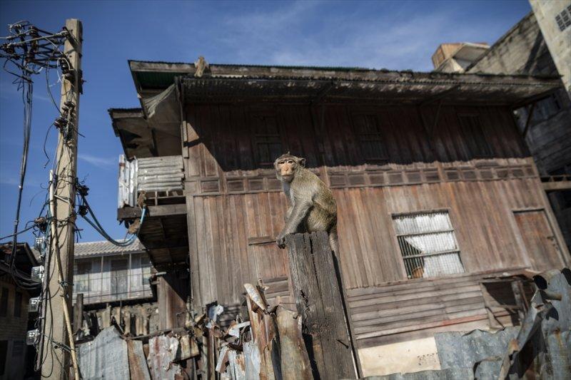 Tayland'da maymunların açık büfesi 