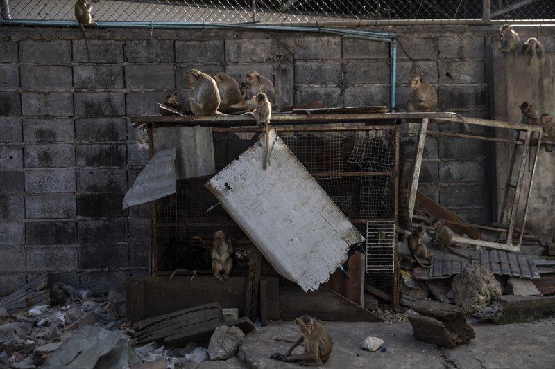 Tayland'da maymunların açık büfesi 