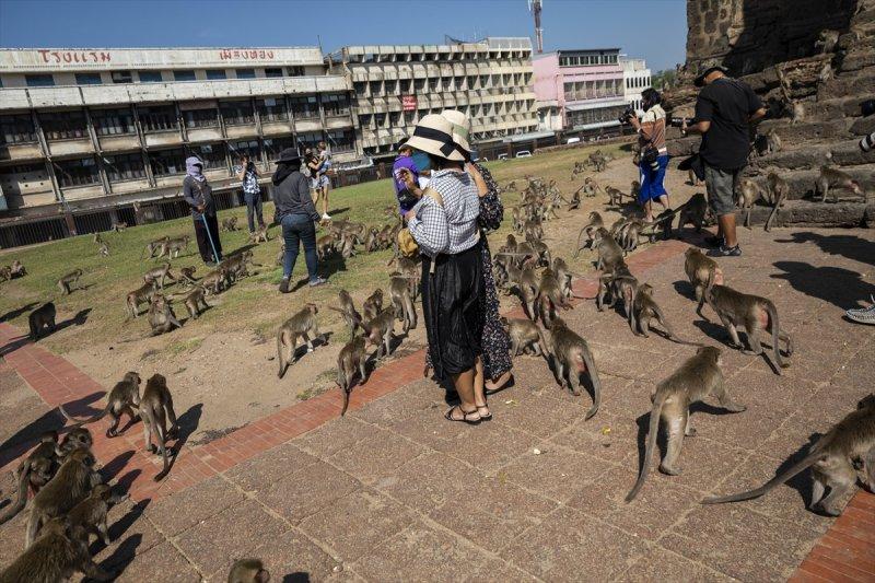 Tayland'da maymunların açık büfesi 