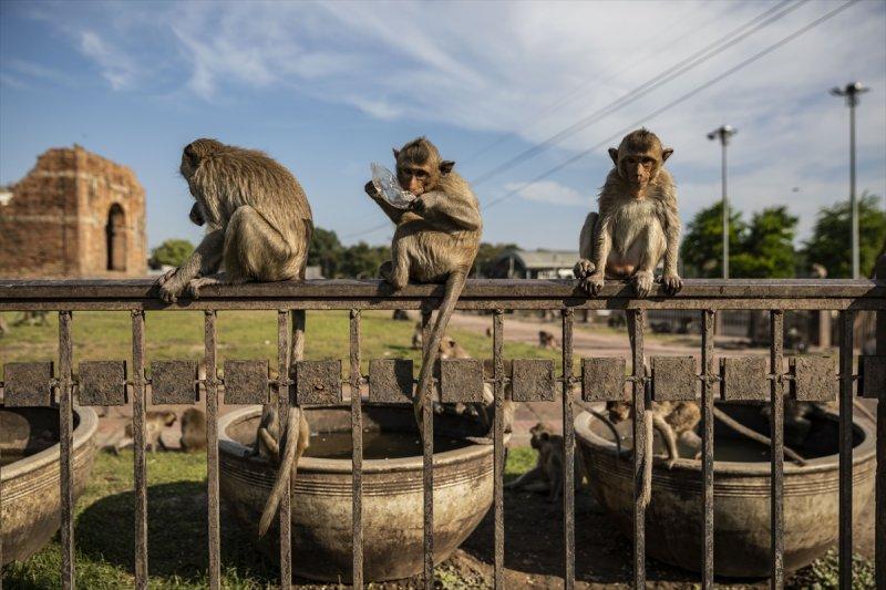 Tayland'da maymunların açık büfesi 