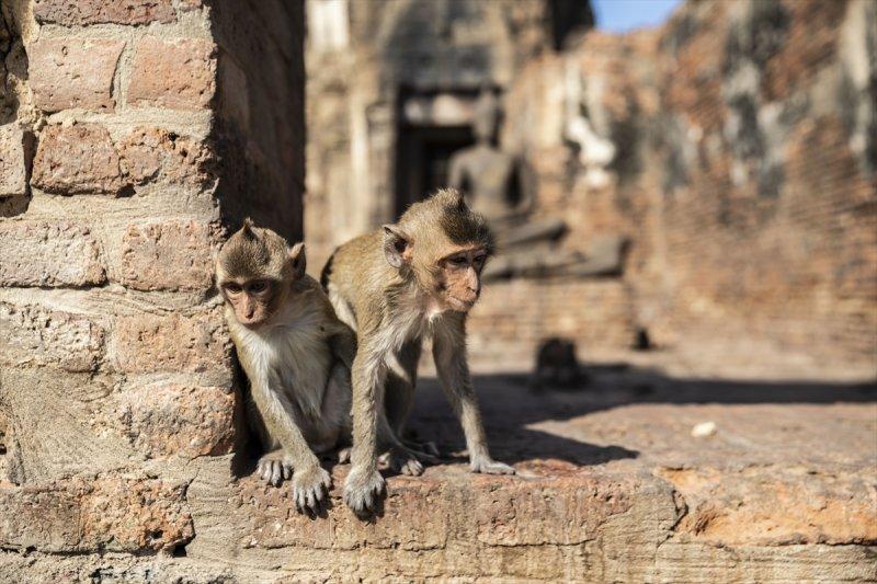 Tayland'da maymunların açık büfesi 