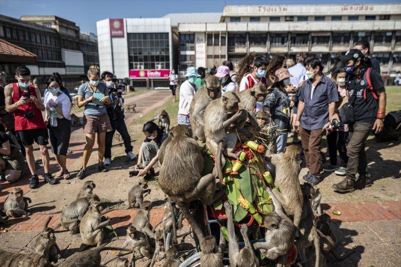 Tayland'da maymunların açık büfesi 