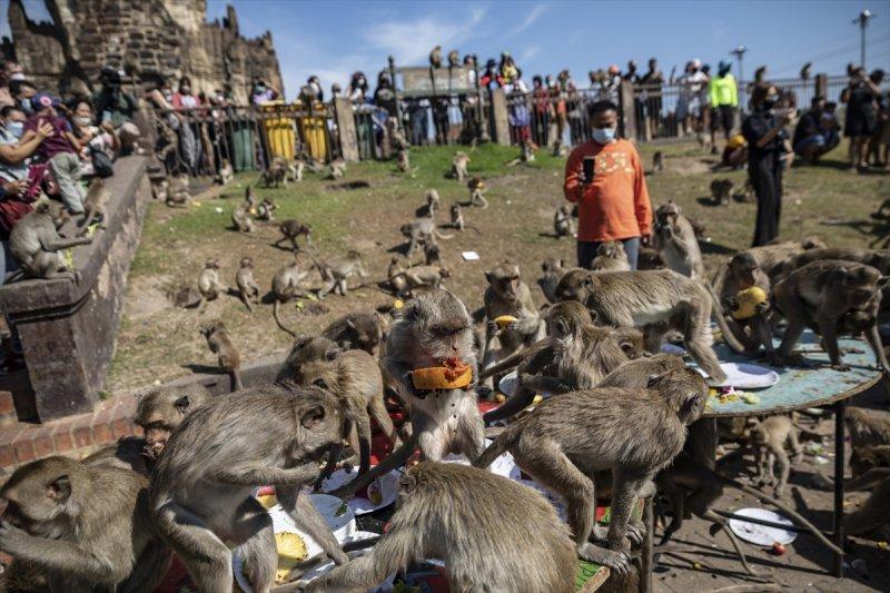 Tayland'da maymunların açık büfesi 