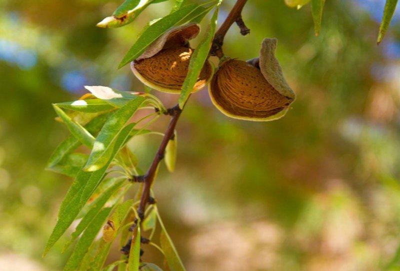 Günlük hayatta sık tüketilen besinlerin ham halleri