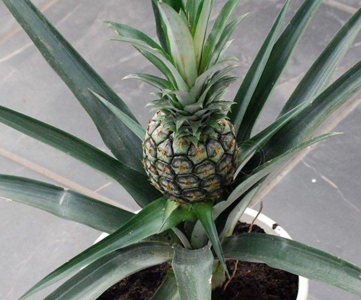 Günlük hayatta sık tüketilen besinlerin ham halleri