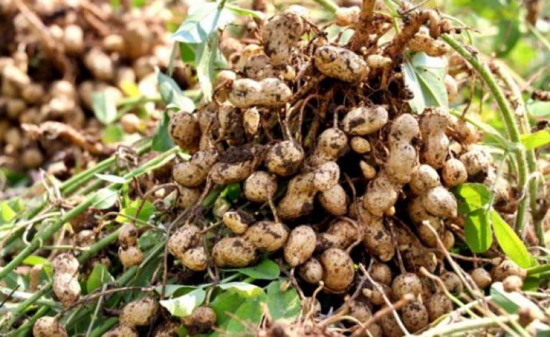 Günlük hayatta sık tüketilen besinlerin ham halleri