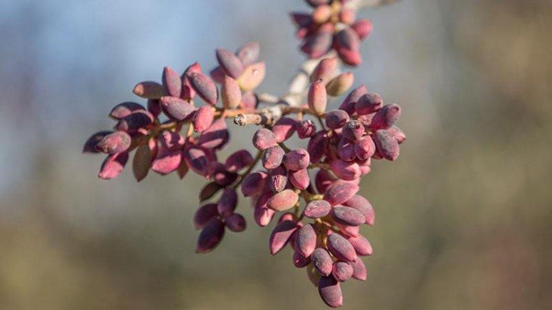 Günlük hayatta sık tüketilen besinlerin ham halleri