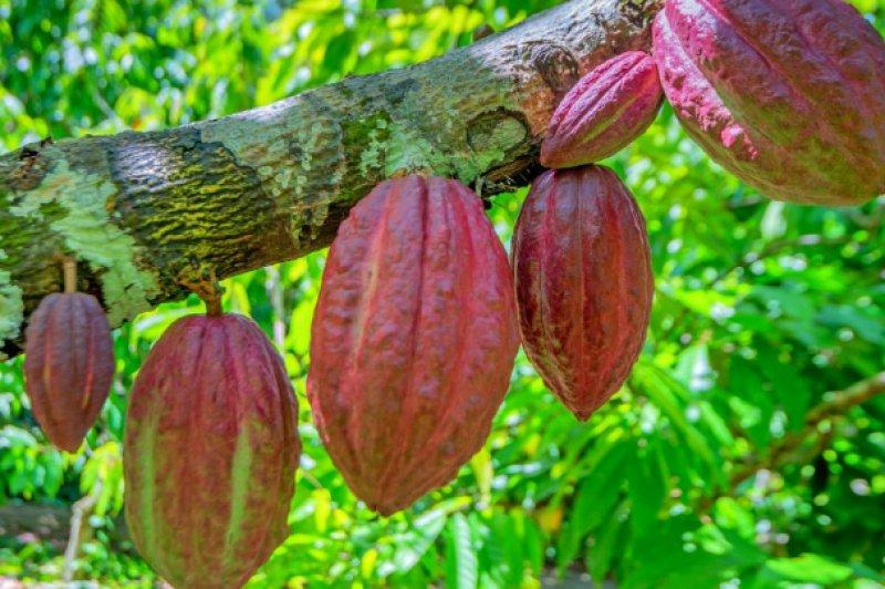 Günlük hayatta sık tüketilen besinlerin ham halleri