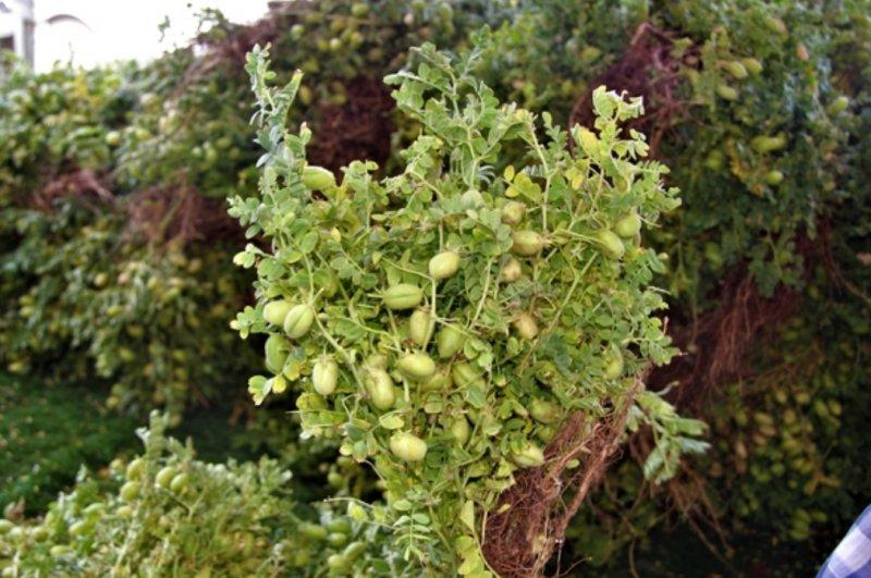 Günlük hayatta sık tüketilen besinlerin ham halleri