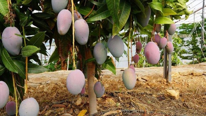 Günlük hayatta sık tüketilen besinlerin ham halleri