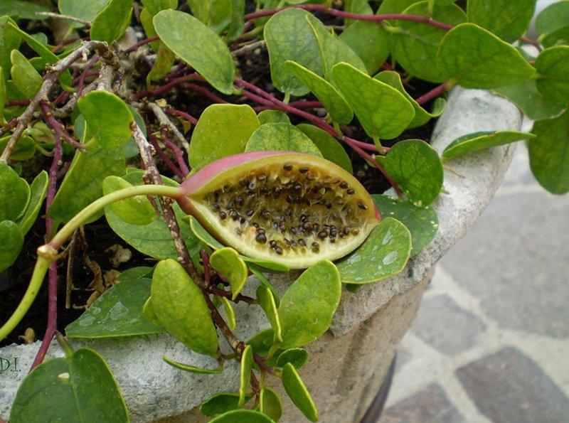 Günlük hayatta sık tüketilen besinlerin ham halleri