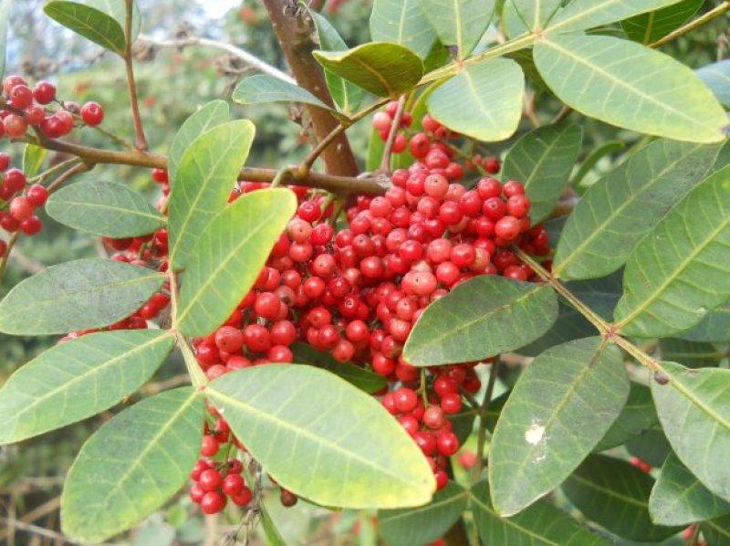 Günlük hayatta sık tüketilen besinlerin ham halleri