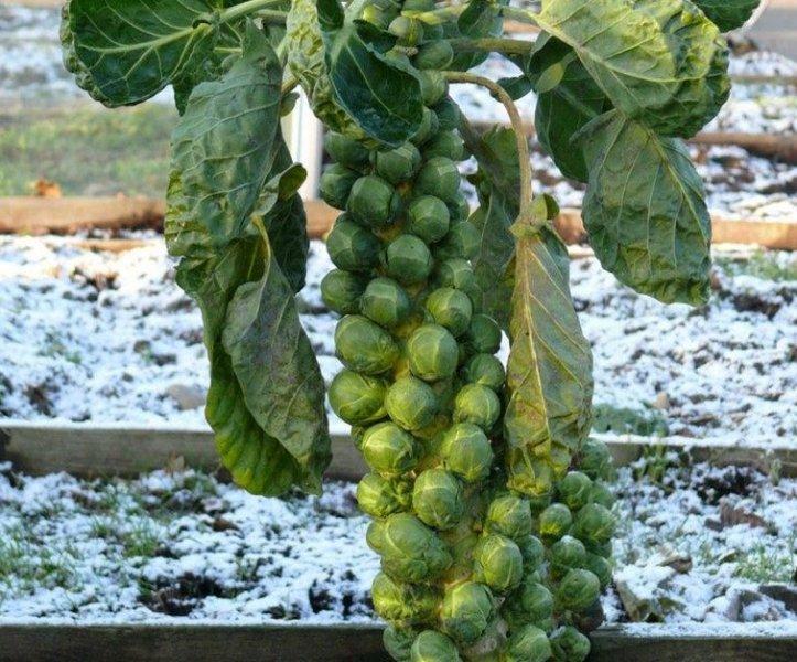 Günlük hayatta sık tüketilen besinlerin ham halleri