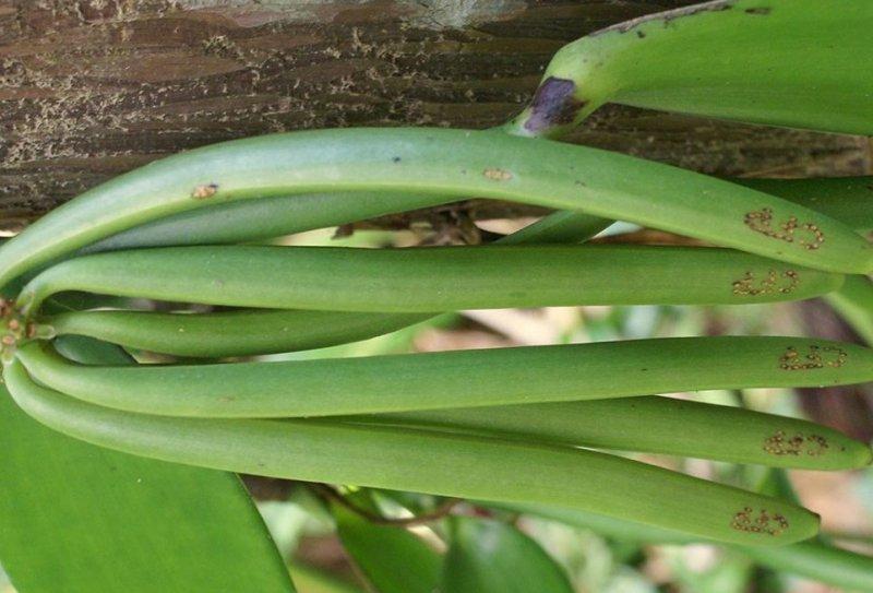 Günlük hayatta sık tüketilen besinlerin ham halleri