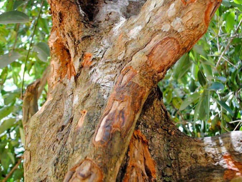 Günlük hayatta sık tüketilen besinlerin ham halleri