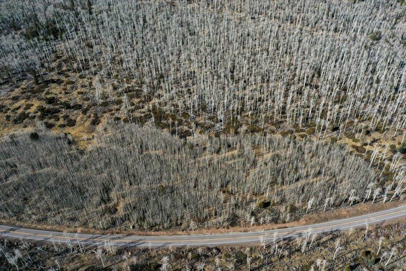 İnsanlık tarihine tanıklık eden dünyanın en yaşlı ağacı: Pando