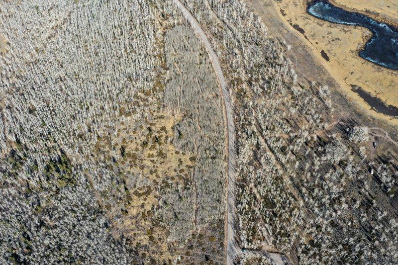 İnsanlık tarihine tanıklık eden dünyanın en yaşlı ağacı: Pando