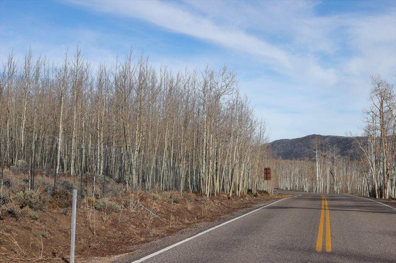 İnsanlık tarihine tanıklık eden dünyanın en yaşlı ağacı: Pando