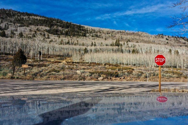 İnsanlık tarihine tanıklık eden dünyanın en yaşlı ağacı: Pando