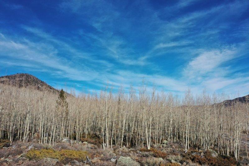 İnsanlık tarihine tanıklık eden dünyanın en yaşlı ağacı: Pando