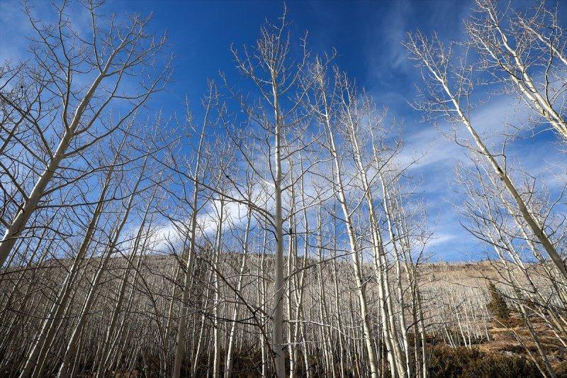 İnsanlık tarihine tanıklık eden dünyanın en yaşlı ağacı: Pando